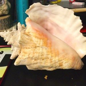 Kong Shell from sea
